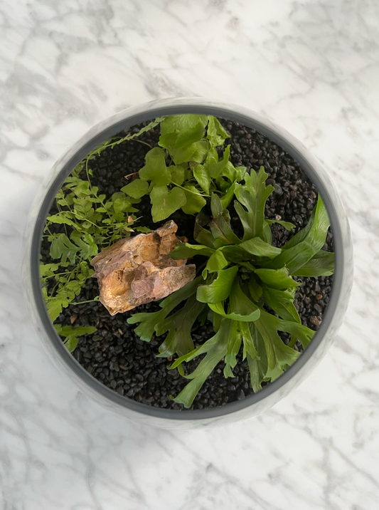 Terrarium arial view