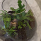 Secret garden video