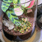Clear crystal quartz in terrarium