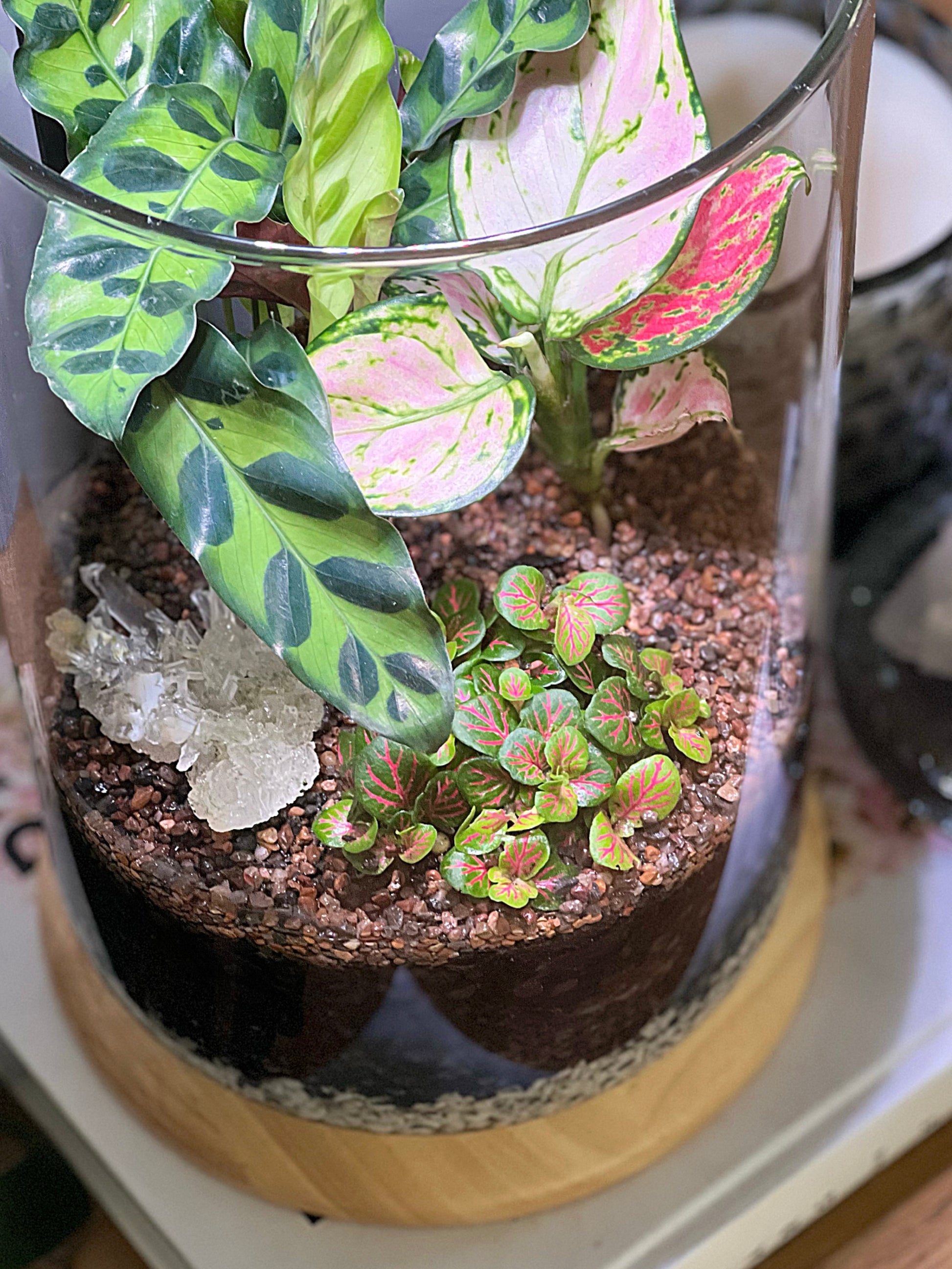 Clear crystal quartz in terrarium