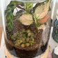 Terrarium no crystal