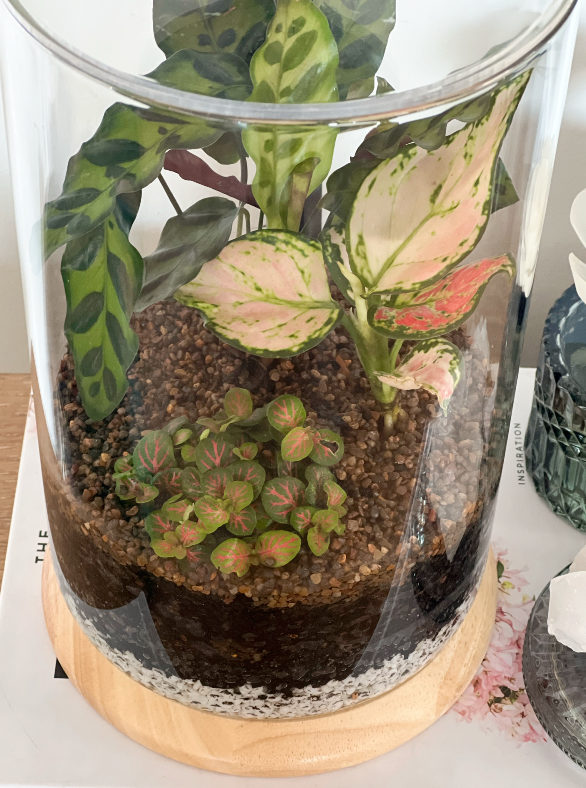 Terrarium no crystal