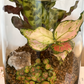 Terrarium with Smokey Quartz Crystal Inside