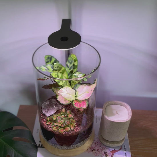 Terrarium w' smokey quartz video
