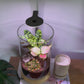 Terrarium w' smokey quartz video